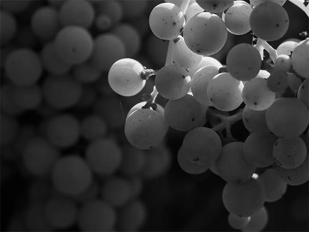 Paso Robles White Wine Grape Clusters