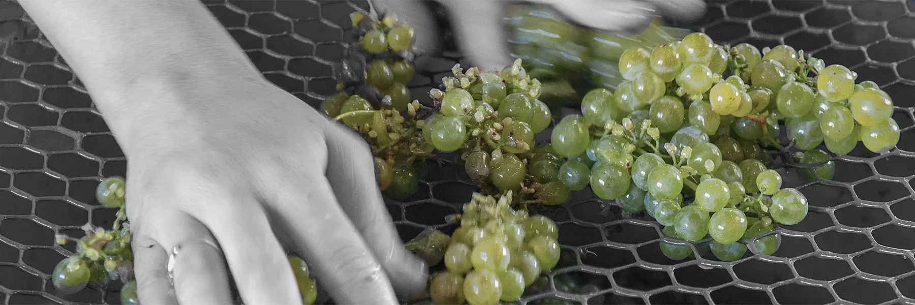 Hand Destemming White Wine Grapes