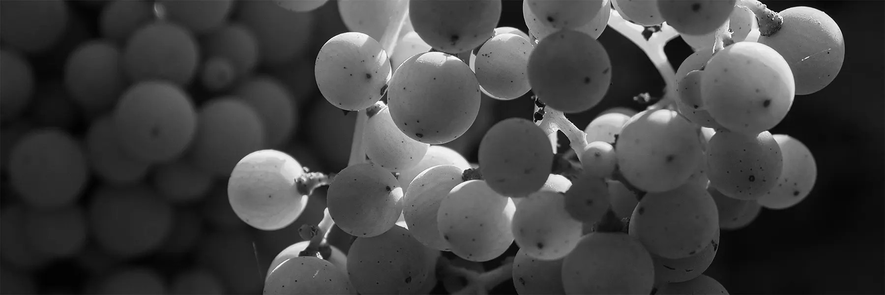 Paso Robles White Grape Cluster